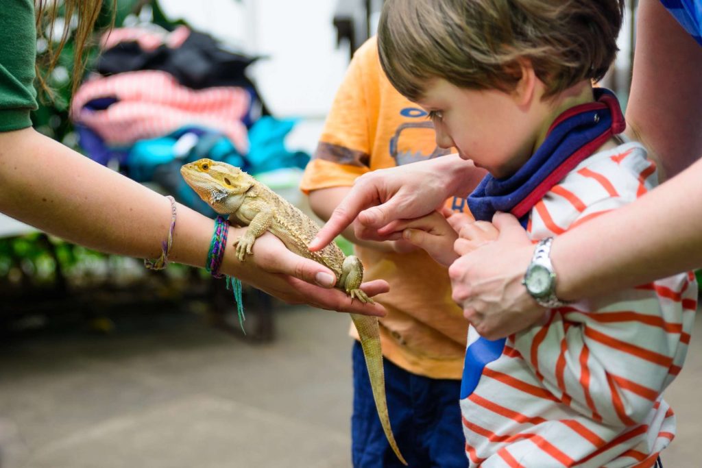 Little child petting a chameleon