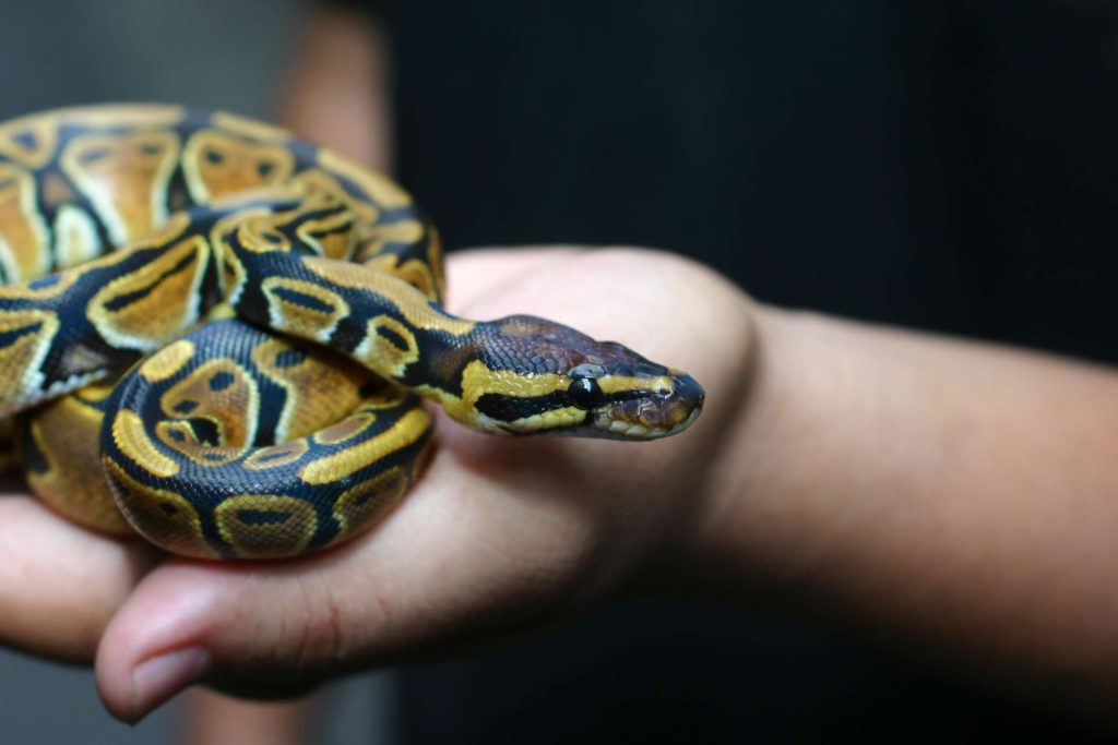 Little child holding a snake